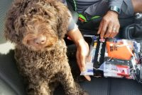 Must-Have Dog Gear for Road Trips, Hiking, and Walks