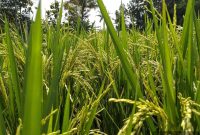 Perfect Rice Every Time: Foolproof Cooking Methods and Tips