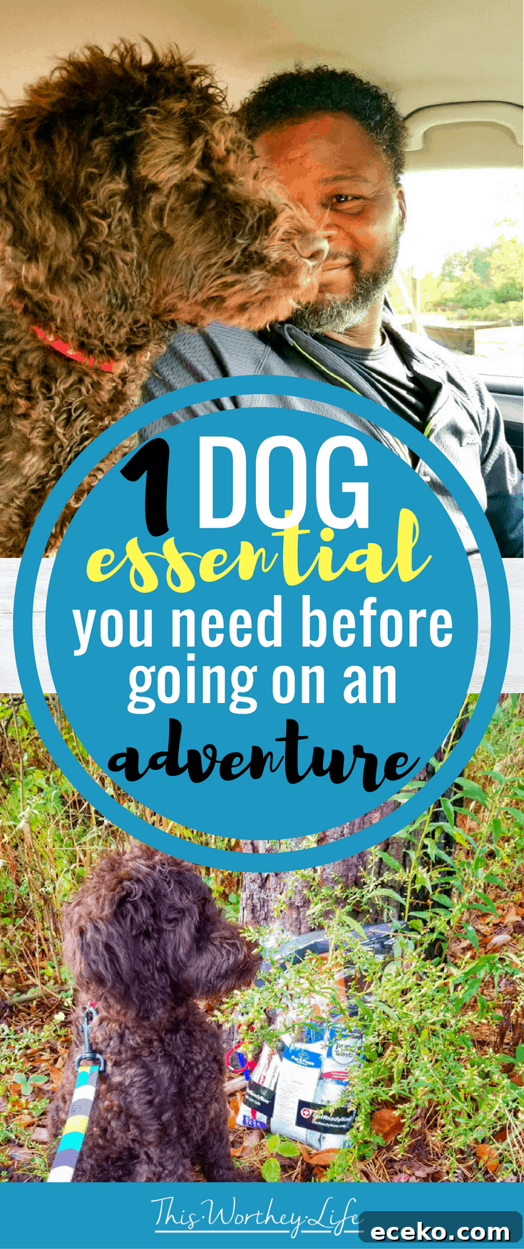 Dogs are great to take on a road trip, hiking, or a long walk
