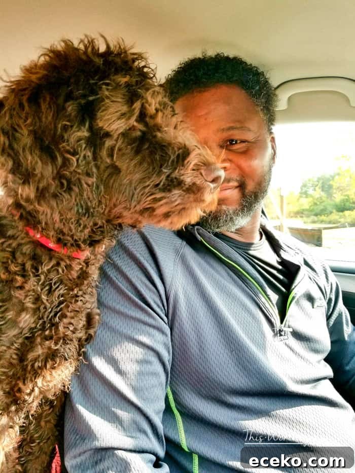 Road Trip Bucket List for Dogs
