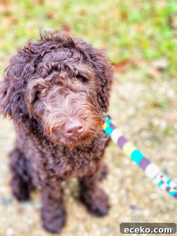 Road Trip Bucket List for Dogs