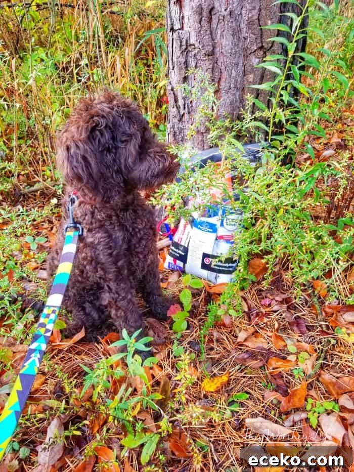 First Aid Essentials for Dogs