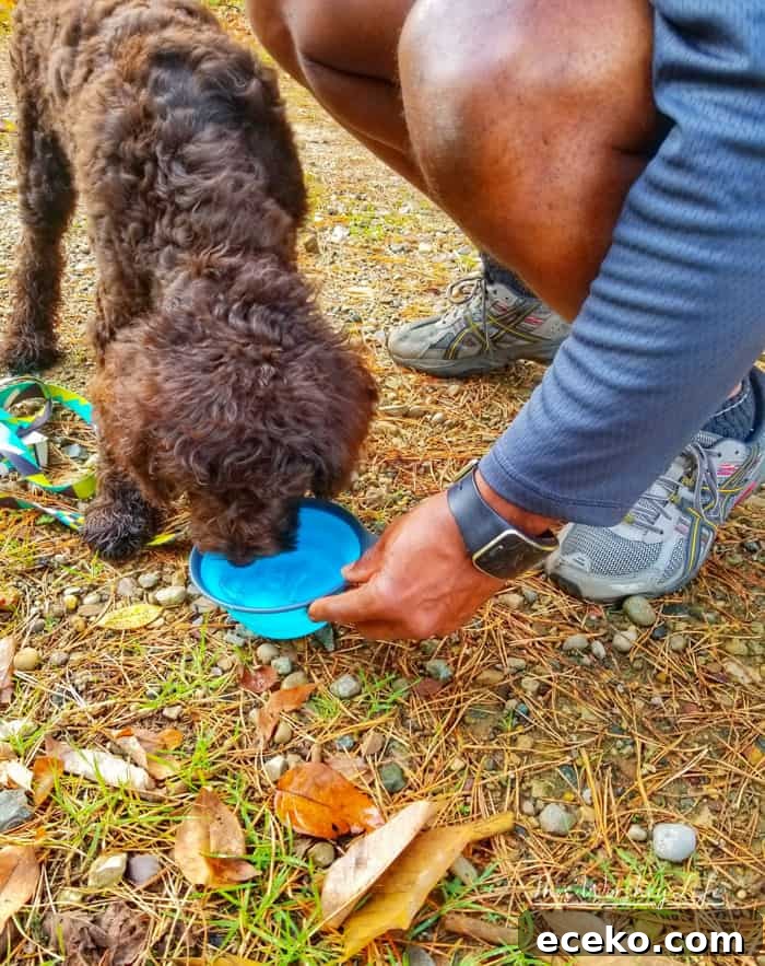 Road Trip Bucket List for Dogs