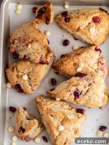 Cranberry scones on a baking sheet topped with chocolate chips.