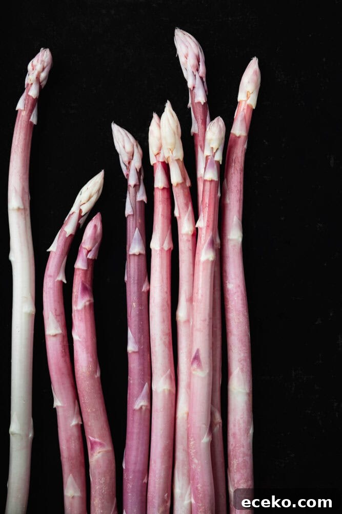 Pink Asparagus: Discover Rare, Stunning Spears 2 Pink asparagus spears standing upright against a black background, varying heights and hues of blush pink