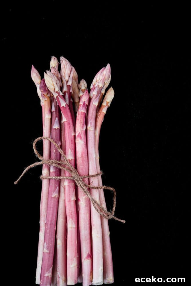 Pink Asparagus: Discover Rare, Stunning Spears 5 Bundled pink asparagus spears tied with twine, standing upright against a black background