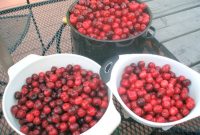15 Irresistible Sweet Cherry Recipes for Every Season