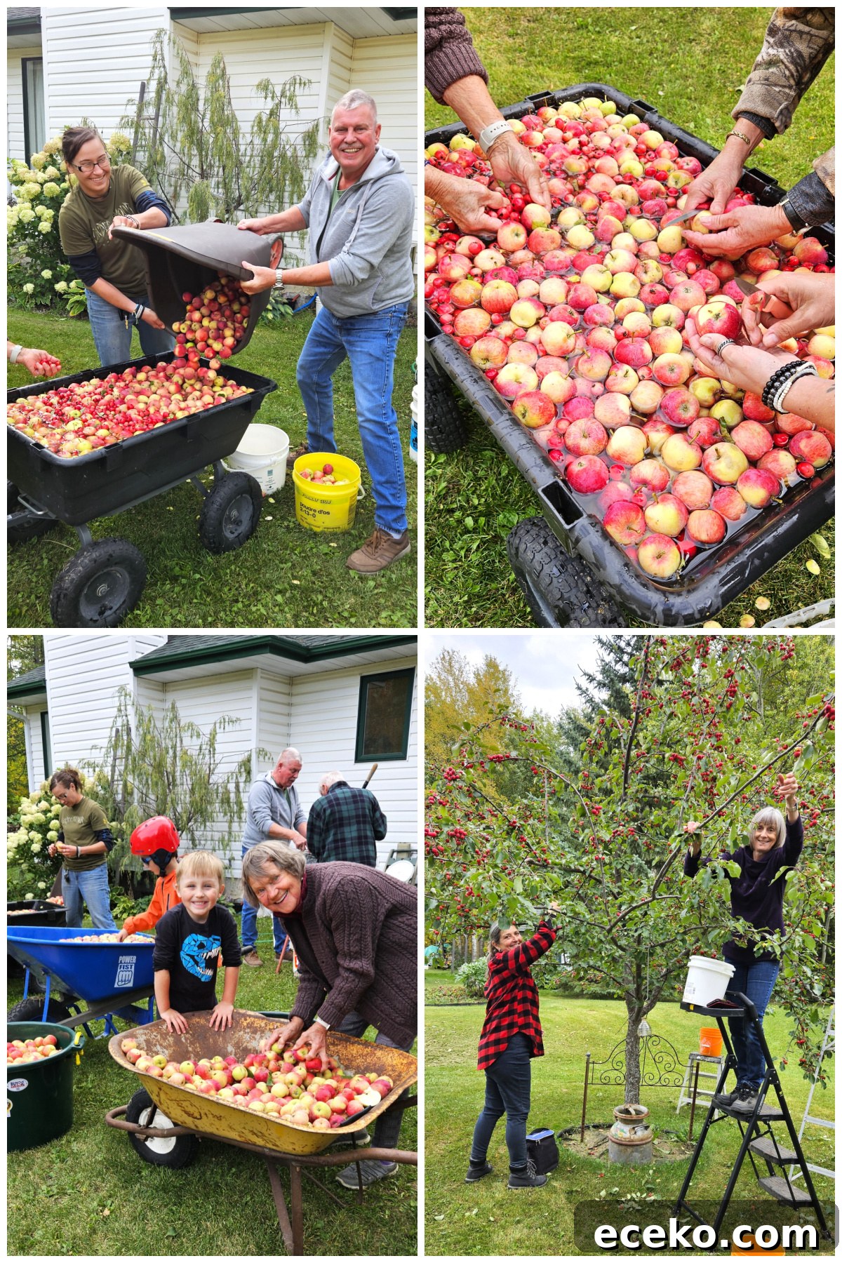 Apple Pressing collage, dumping apples into the wheelbarrow, wahsing them, and picking apples.