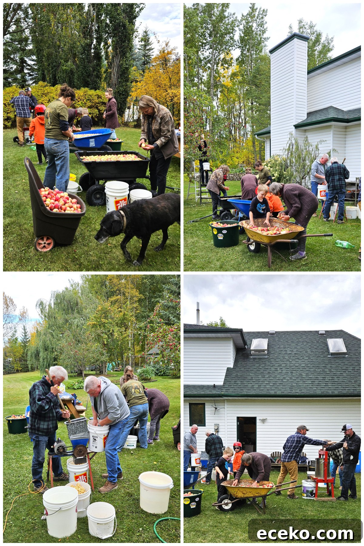 collage of apple cider pressing day, washing apples, grinding them, then pressing them.