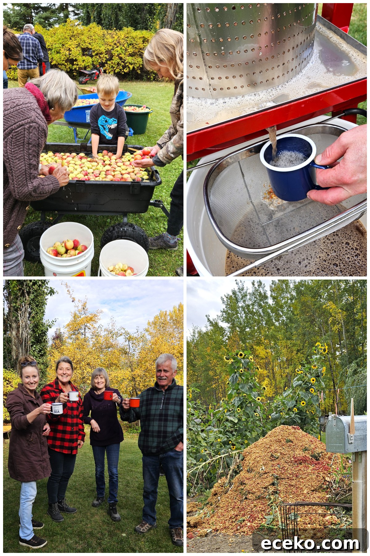Apple cider pressing day collage, washing apples, filling a mug of cider, toasting with mugs, and the pulp on the compost pile.