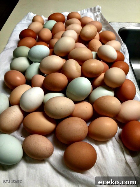 Our eggs, aren't they pretty. The chickens think so too. We lose about 10% of our eggs each day from the chickens cracking them.