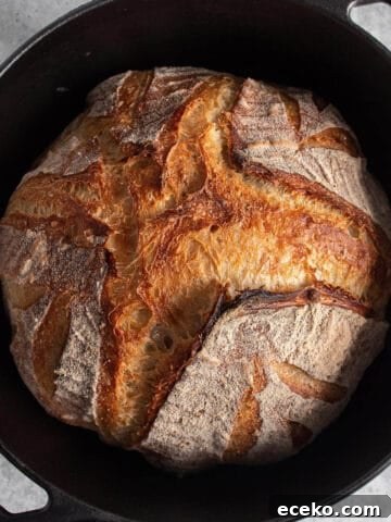 A cast iron Dutch Oven with a freshly baked loaf of sourdough bread.