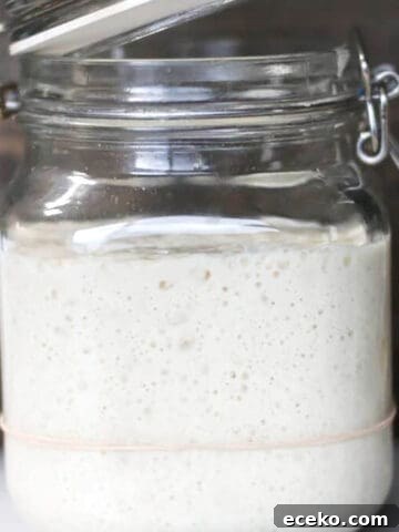 A flip lock jar with active sourdough starter.