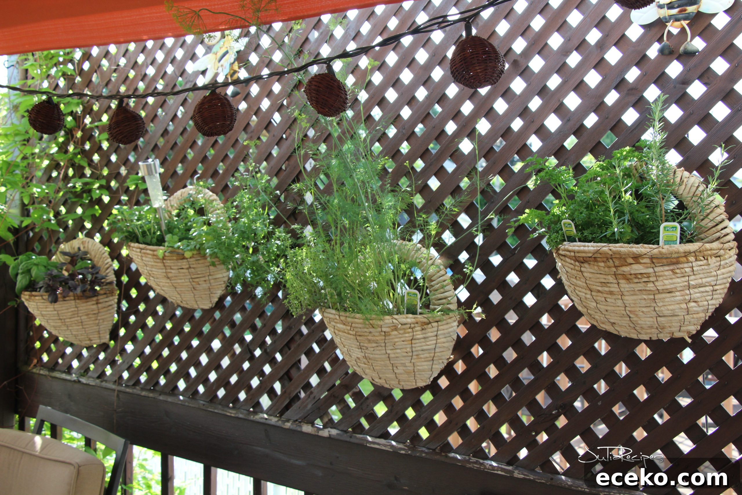 My Herb Garden: Grow, Use, and Enjoy Fresh Herbs at Home 2 IMG_8967logo