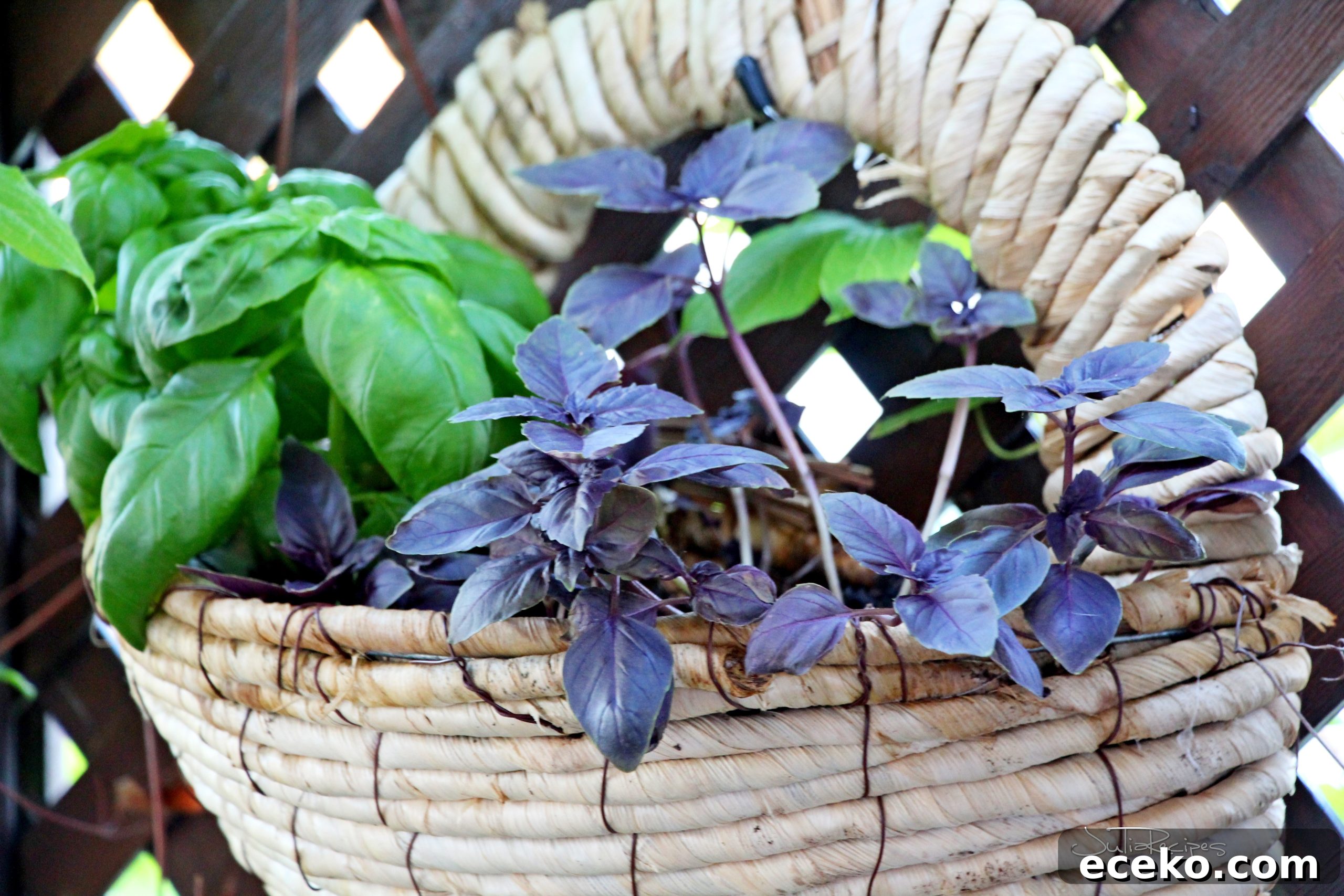 My Herb Garden: Grow, Use, and Enjoy Fresh Herbs at Home 3 IMG_8947logo