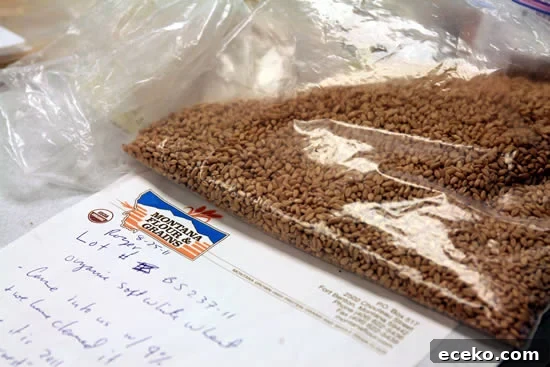 Organic Soft White Wheat samples