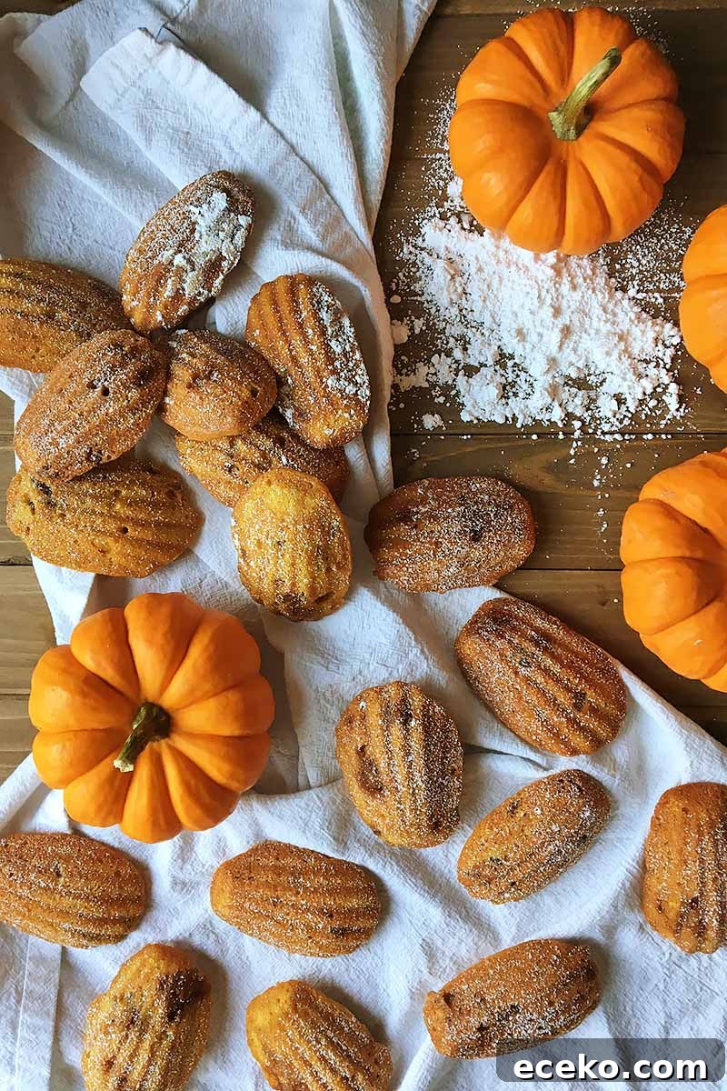 Top-down vertical image of pumpkin pecan madeleine cookies on a gathered white cloth, with mini orange pumpkins and a pile of powdered sugar on a brown wood surface.