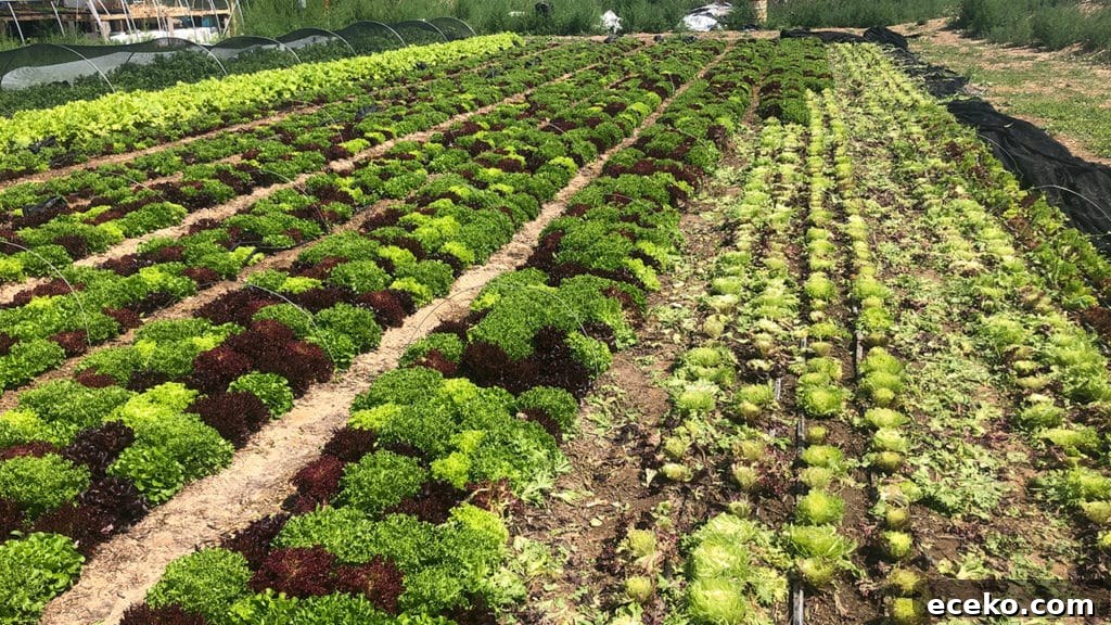 How to Practice Regenerative Gardening at Home 5 Regenerative Gardening
