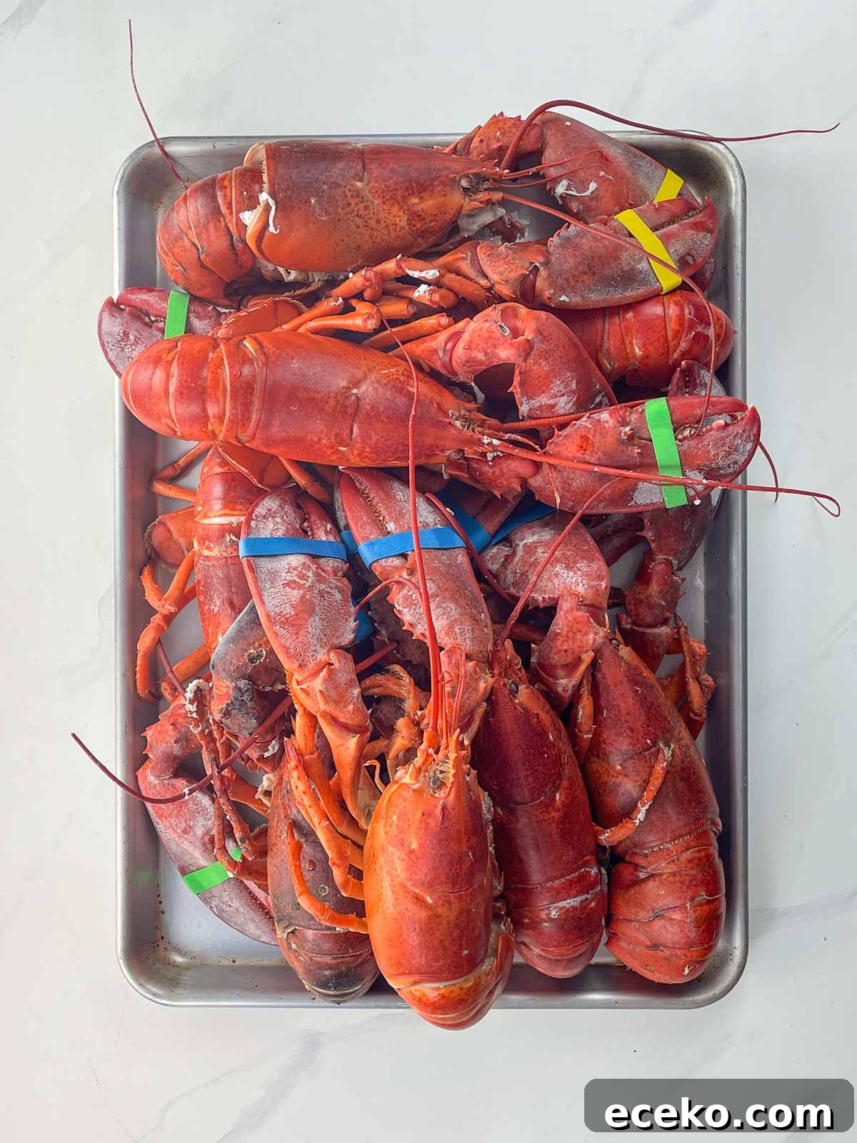 eight cooked lobsters on a sheet pan with colorful rubber bands on their claws