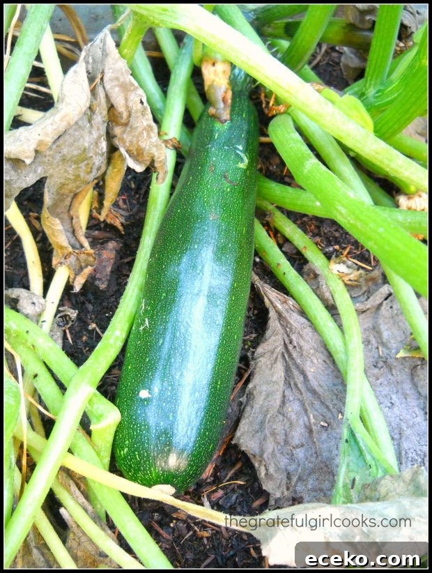 Grated zucchini ready for batter