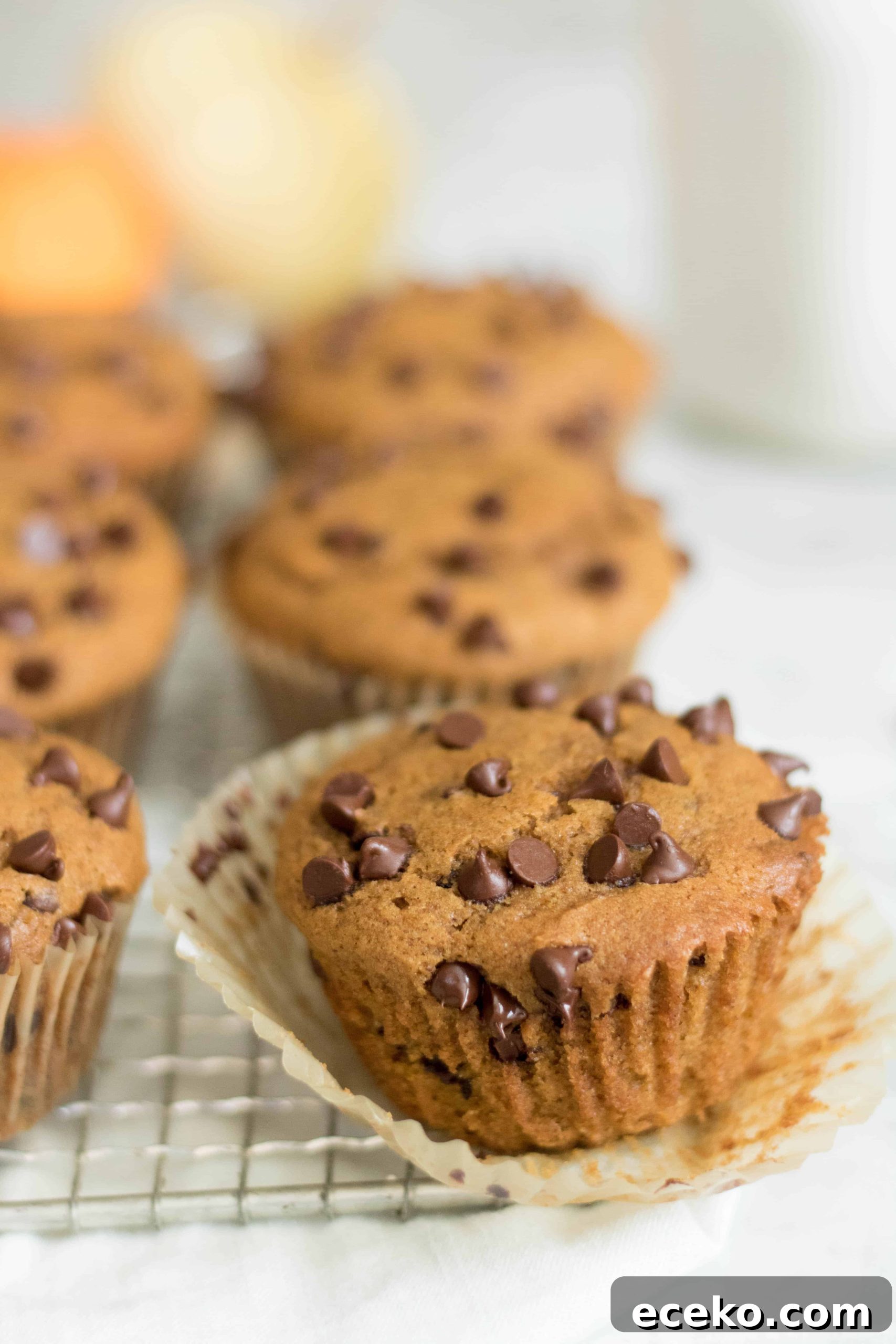 Chocolate chip pumpkin muffins