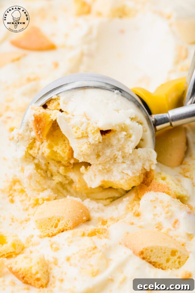 Creamy Banana Pudding Ice Cream Recipe for Summer 6 a metal ice cream scoop scooping banana ice crema with vanilla wafer cookies.